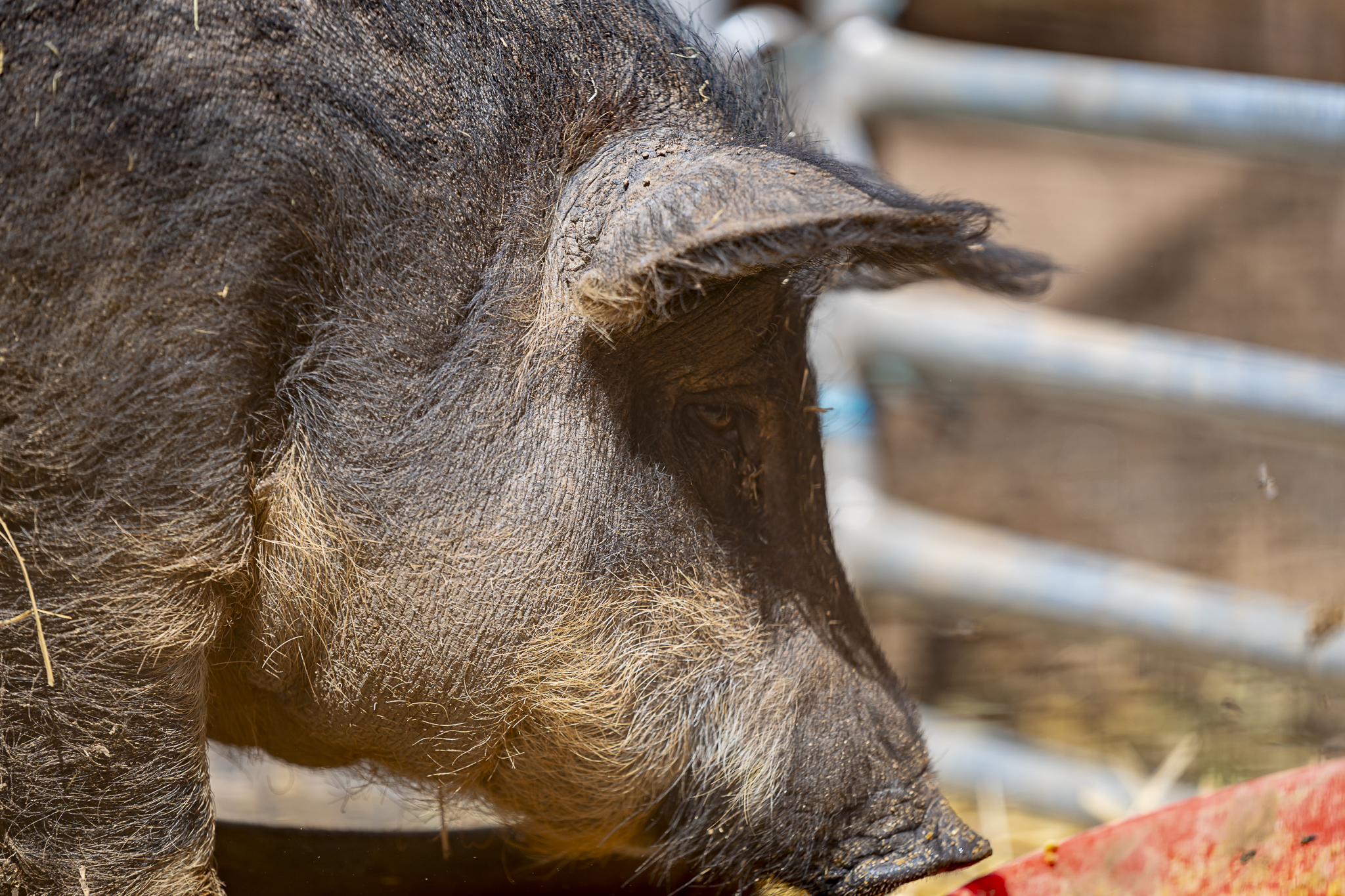 Whole Pig - Image 2