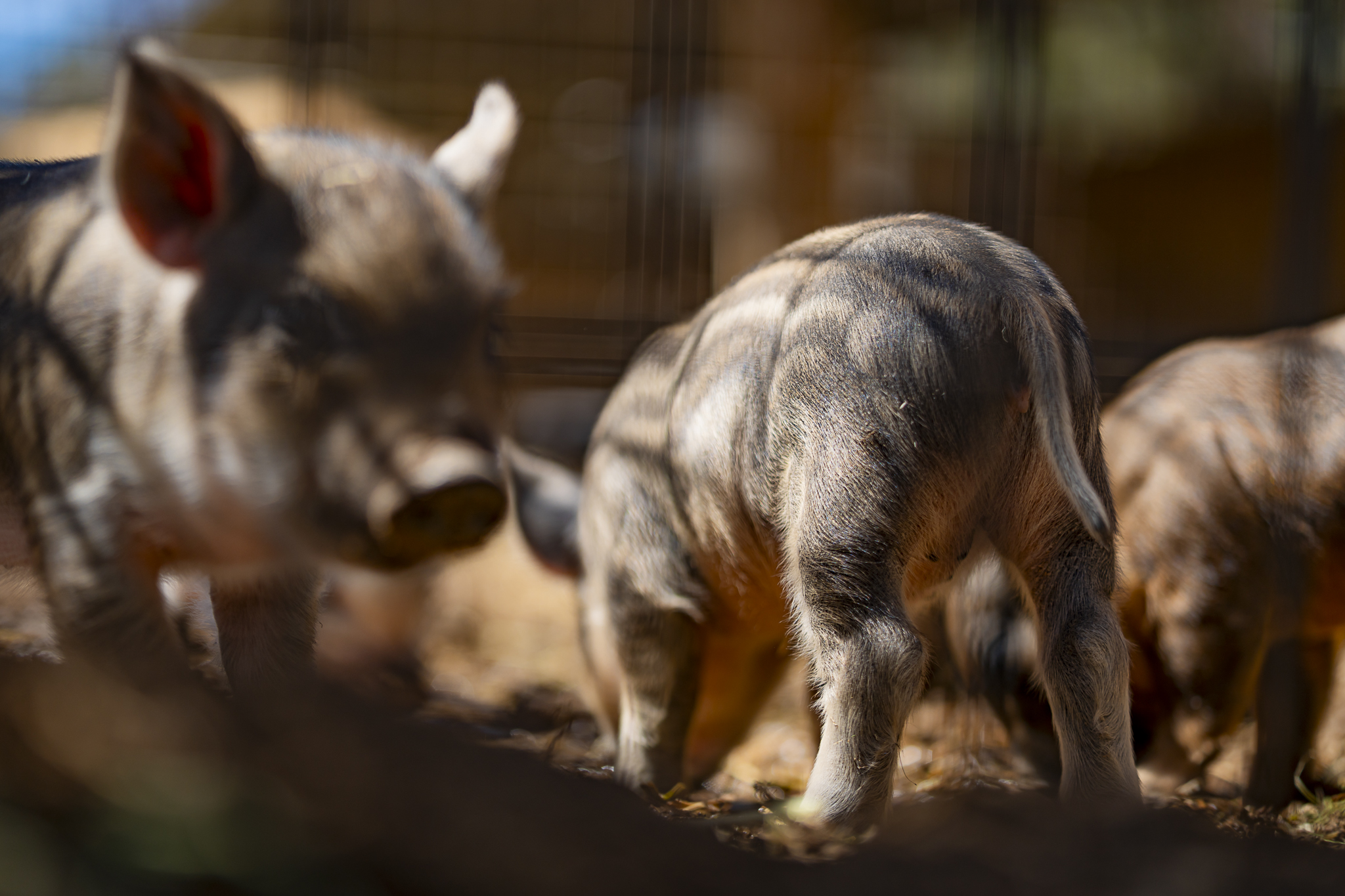 Whole Pig - Image 3