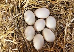 Duck Eggs