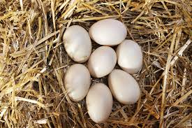 Duck Eggs