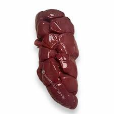 Cow Kidney